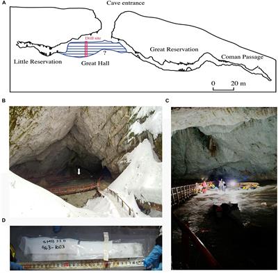 Total and Potentially Active Bacterial Communities Entrapped in a Late Glacial Through Holocene Ice Core From Scarisoara Ice Cave, Romania